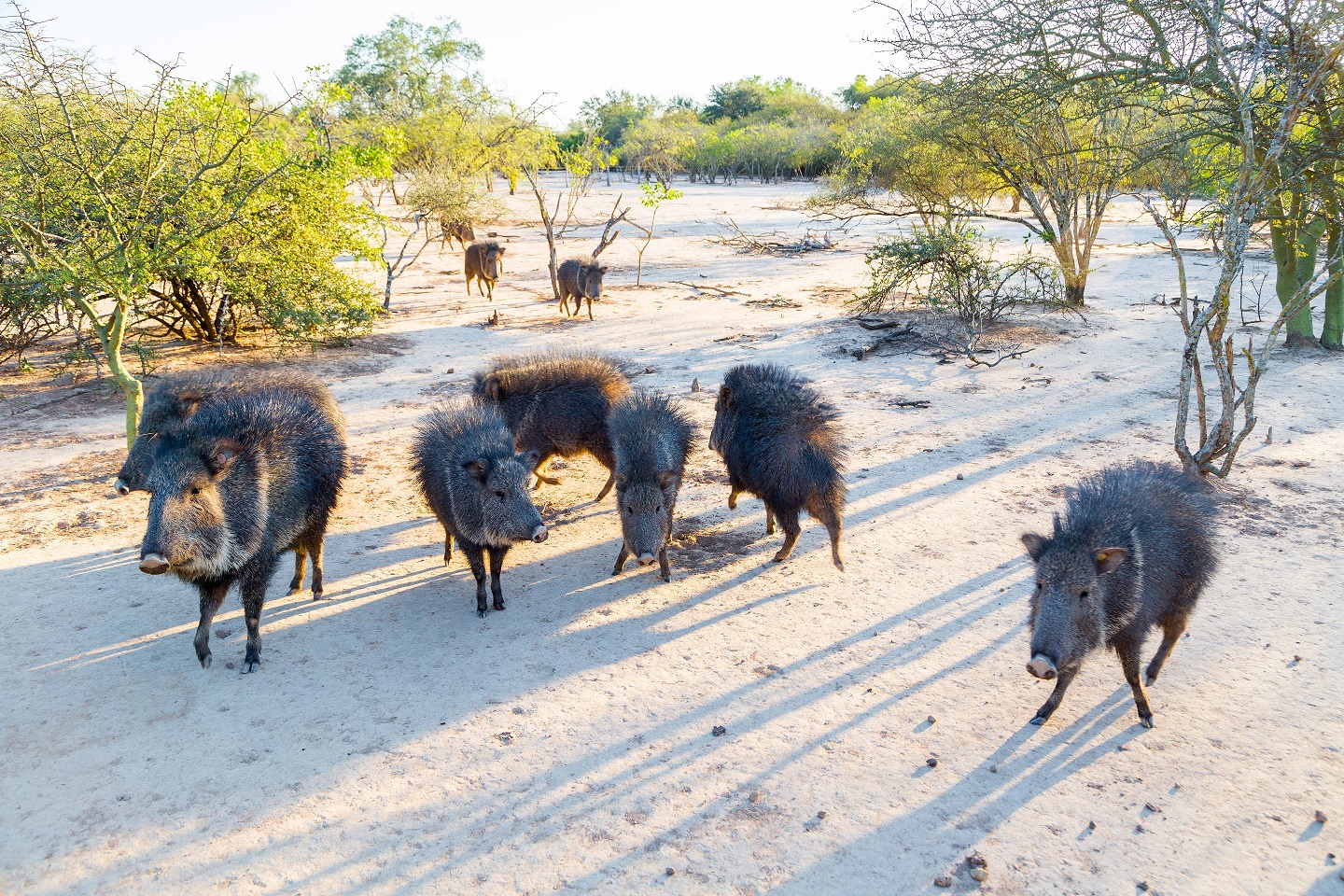 Group of wild Chacoan peccary, Paraguay Chaco, Gran Chaco, Parag