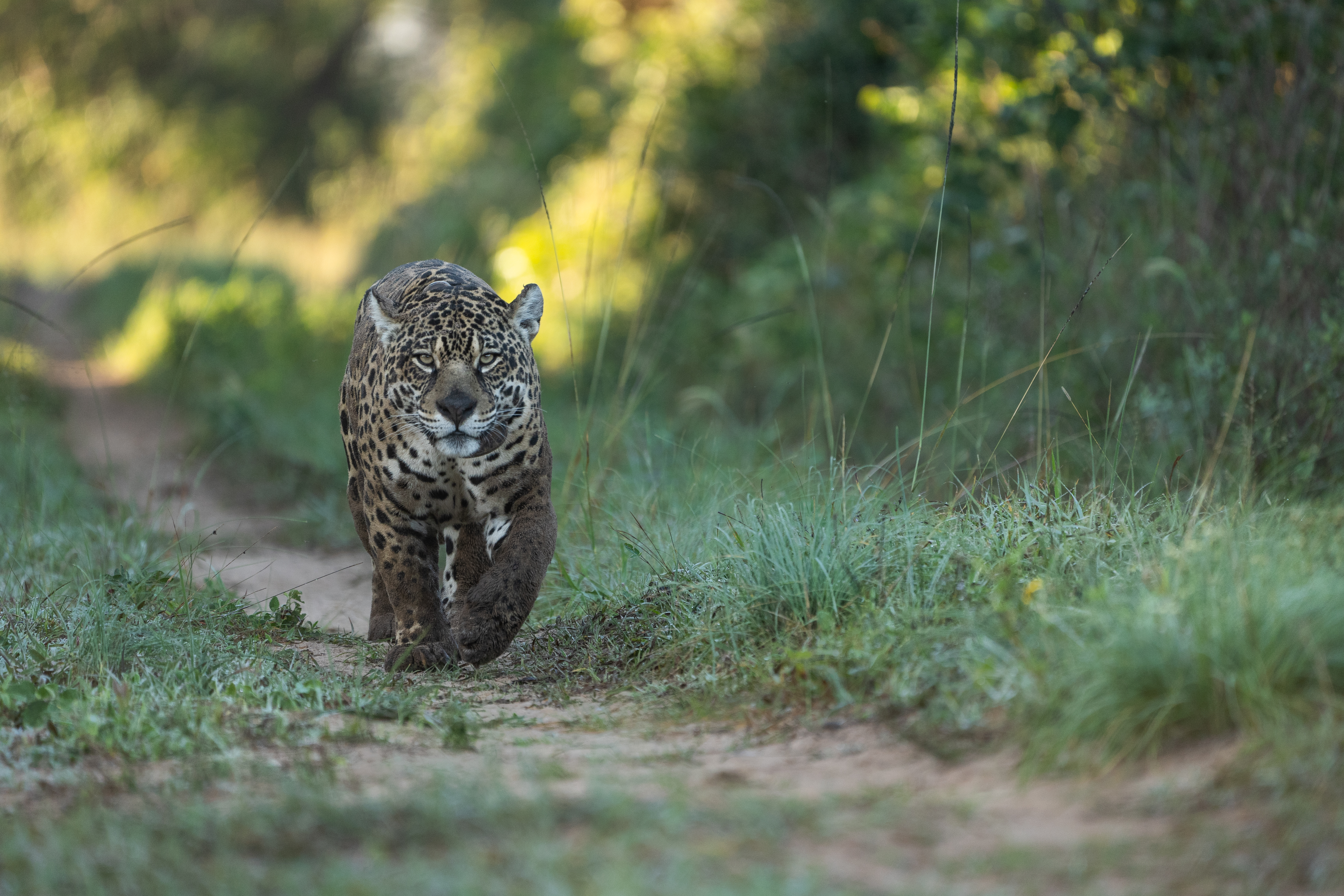 1 Primera hembra adulta liberada en Iberá - Yaguareté - Mariua - Iberá Agosto 2023 - Sebastián Navajas - Fundación Rewilding Argentina -03907